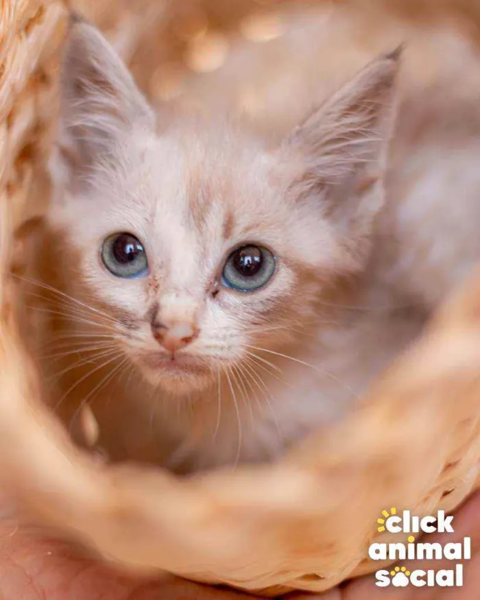 Gato ra a SRD ( SEM RACA DEFINIDA) idade Abaixo de 2 meses nome HELENA
