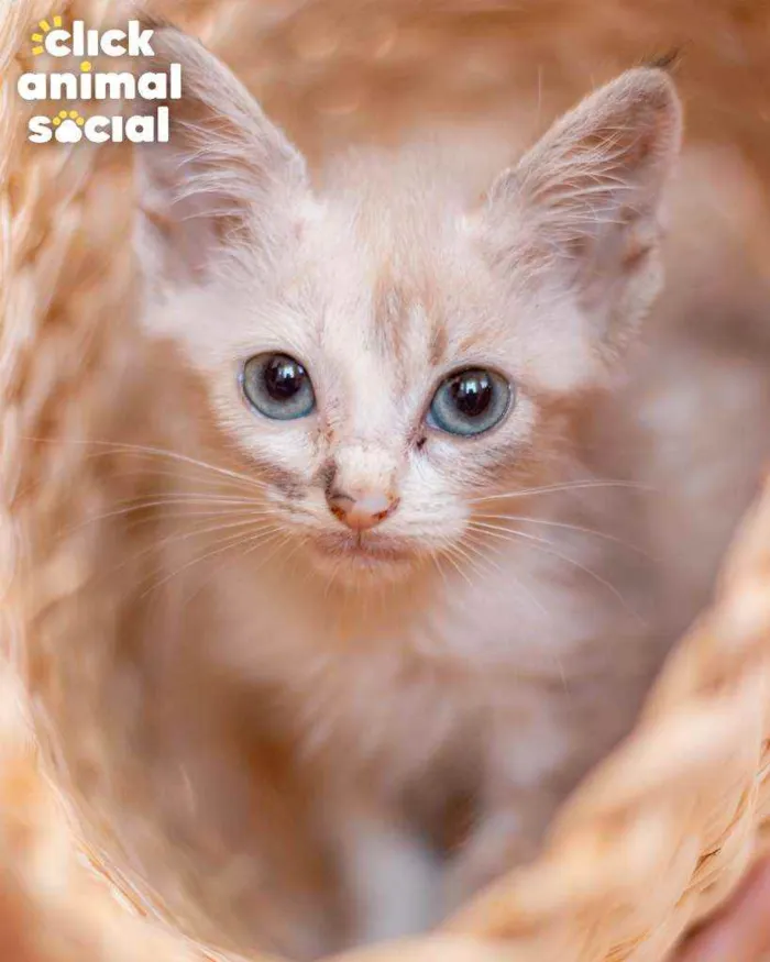 Gato ra a SRD ( SEM RACA DEFINIDA) idade Abaixo de 2 meses nome HELENA