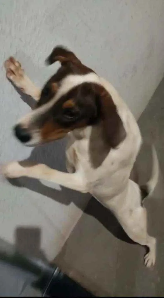 Cachorro ra a Caçador  idade 7 a 11 meses nome Pingo