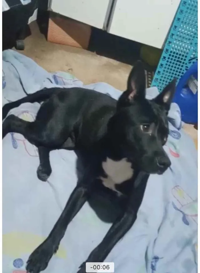 Cachorro raça Srd idade 1 ano nome Alina Linda fofinha 