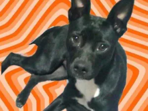 Cachorro raça Srd idade 1 ano nome Alina Linda fofinha 