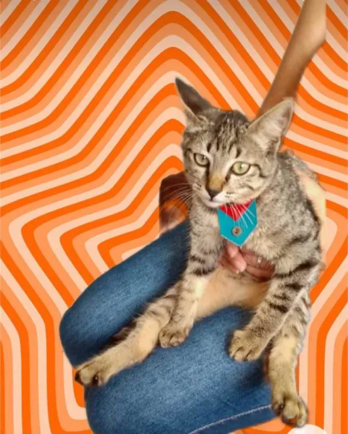 Gato raça Srd idade 2 a 6 meses nome Tutti bb3meses 