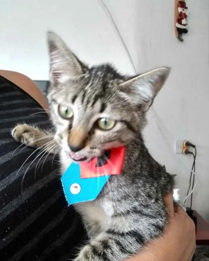 Gato raça Srd idade 2 a 6 meses nome Tutti bb3meses 