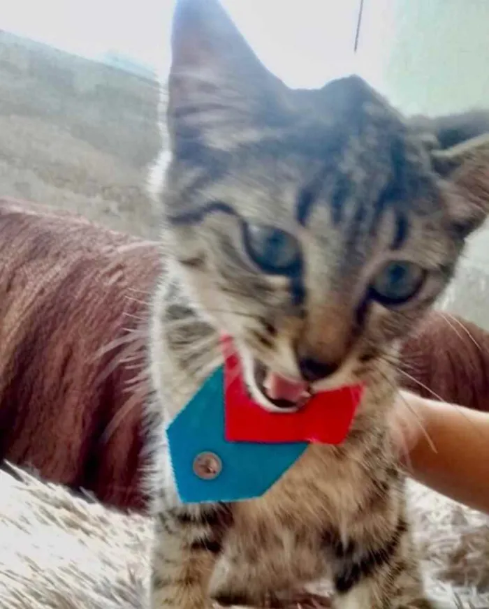 Gato raça Srd idade 2 a 6 meses nome Tutti bb3meses 