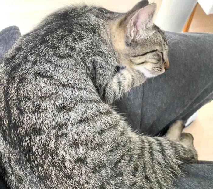 Gato raça Srd idade 2 a 6 meses nome Tutti bb3meses 