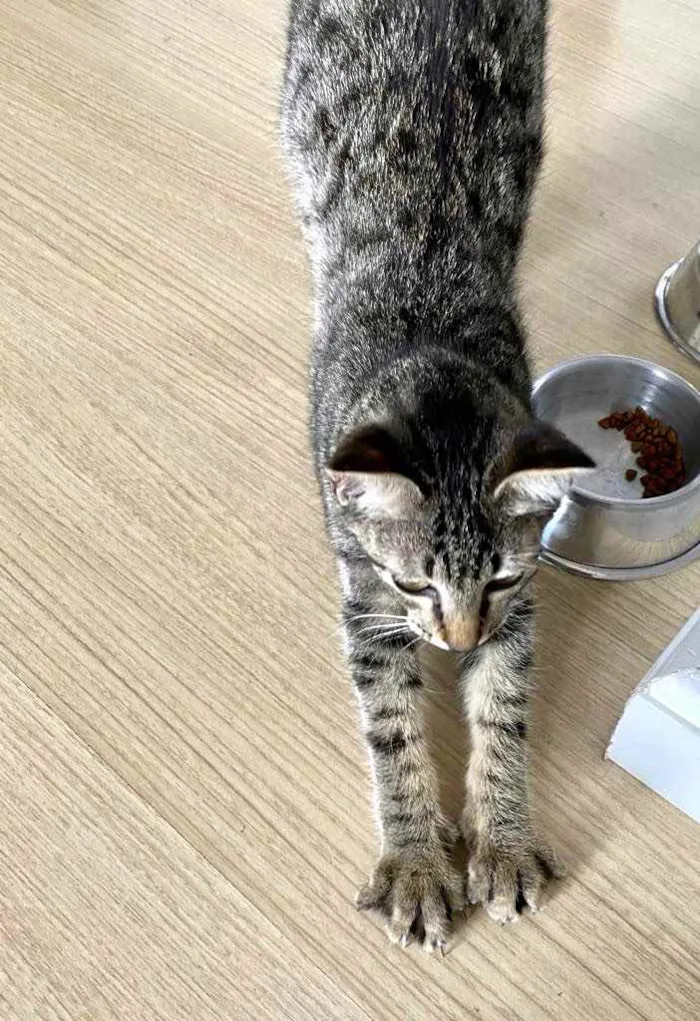 Gato raça Srd idade 2 a 6 meses nome Tutti bb3meses 