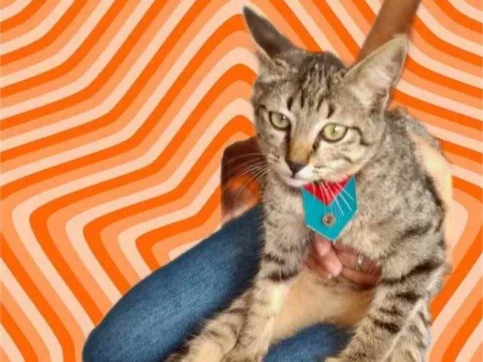 Gato raça Srd idade 2 a 6 meses nome Tutti bb3meses 