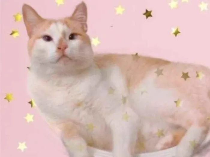 Gato raça Srd idade 2 anos nome Luck amoroso 