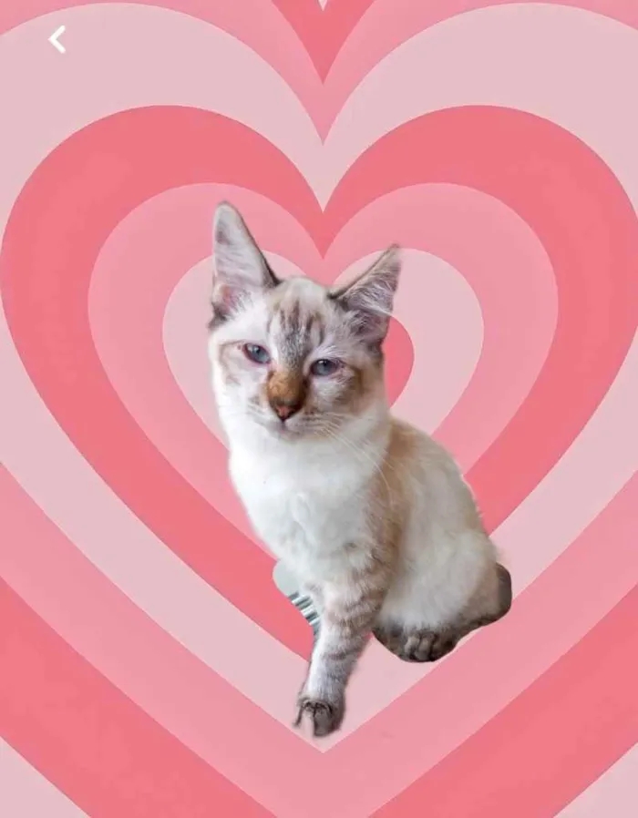 Gato raça Srd idade 2 a 6 meses nome Misha bb3meses 