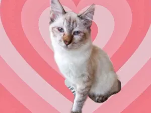 Gato raça Srd idade 2 a 6 meses nome Misha bb3meses 
