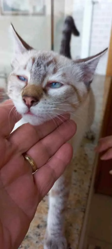 Gato raça Srd idade 2 a 6 meses nome Pipoca bb3meses 