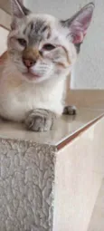 Gato raça Srd idade 2 a 6 meses nome Pipoca bb3meses 