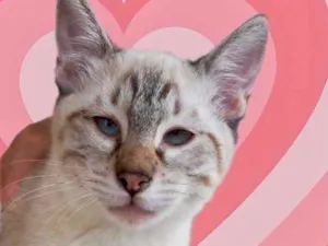 Gato raça Srd idade 2 a 6 meses nome Pipoca bb3meses 