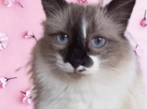 Gato raça Srd  idade 7 a 11 meses nome Kitty maravilhosa 