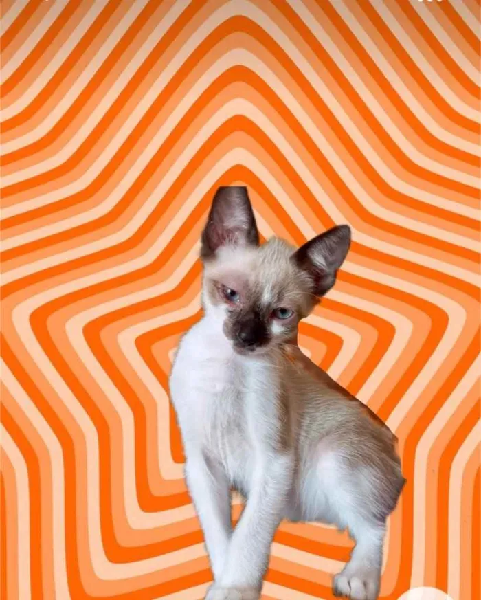 Gato raça Srd idade 2 a 6 meses nome Poppy bb3meses lindo