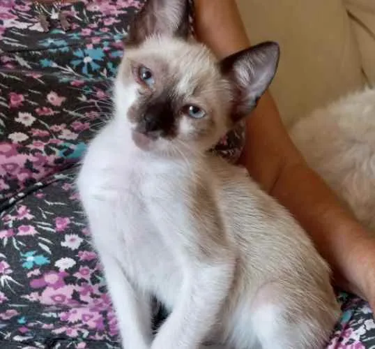 Gato raça Srd idade 2 a 6 meses nome Poppy bb3meses lindo
