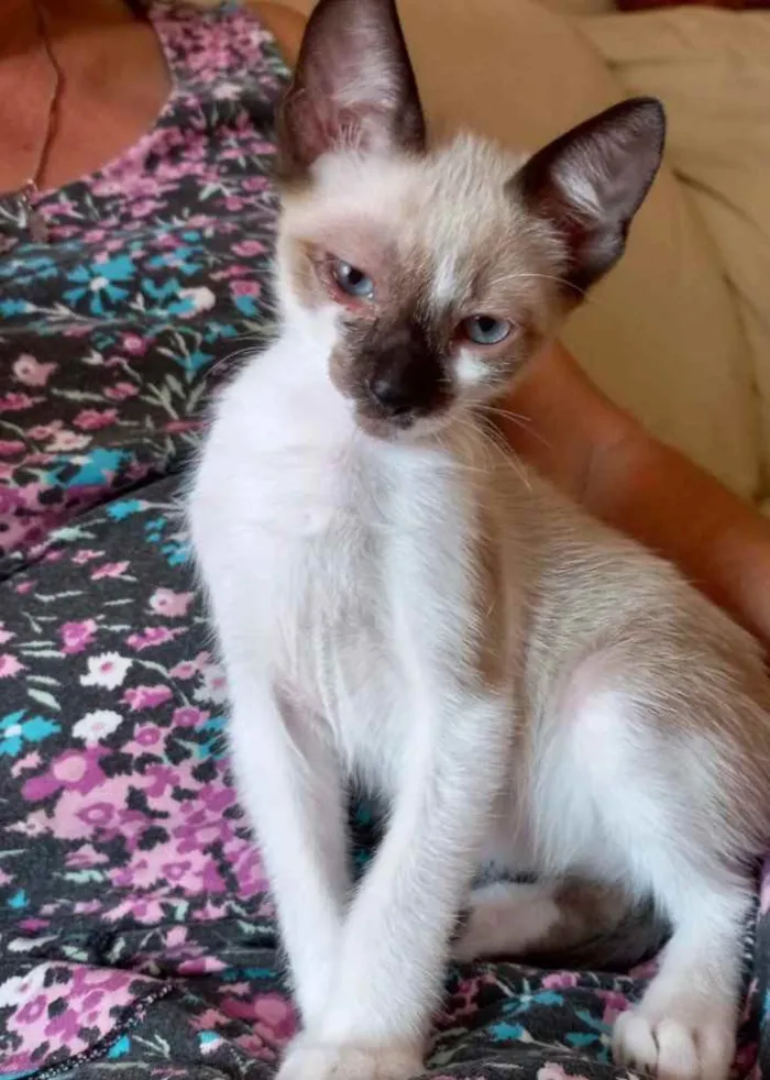 Gato raça Srd idade 2 a 6 meses nome Poppy bb3meses lindo