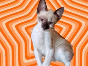Gato raça Srd idade 2 a 6 meses nome Poppy bb3meses lindo