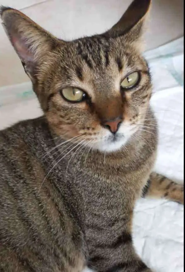 Gato raça Srd  idade 7 a 11 meses nome Stella Linda tigrada