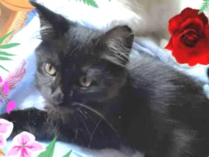 Gato raça Srd idade 2 a 6 meses nome Fofa