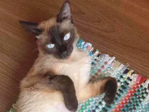 Gato raça Srd idade 1 ano nome Juliete