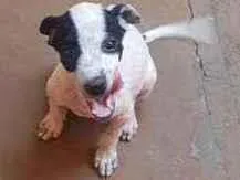 Cachorro raça sem raça definida idade 2 a 6 meses nome Priedy
