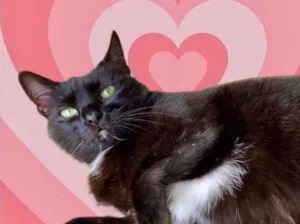 Gato raça Srd idade 1 ano nome Luna Linda amorosa 