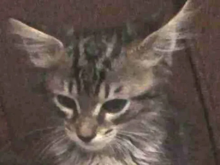 Gato ra a  idade 2 a 6 meses nome Sem nome