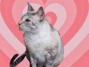 Gato raça Srd idade 1 ano nome Miss Tippy Linda 