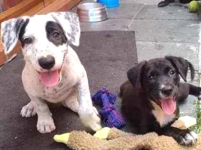 Cachorro ra a Srd  idade 2 a 6 meses nome Filhites de 4 meses