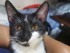 Gato raça Sem raça definida  idade 2 a 6 meses nome FRAJOLINHA castrado