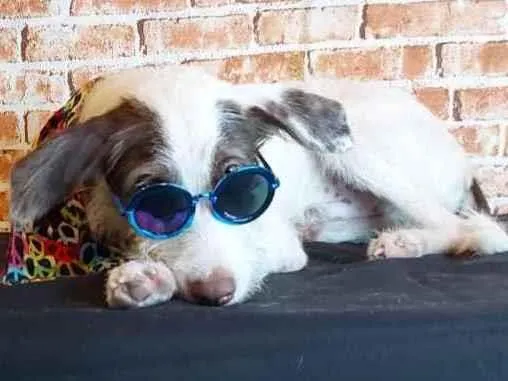 Cachorro ra a SRD idade 2 a 6 meses nome Cleiton