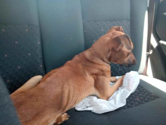 Cachorro ra a Sem raça idade 4 anos nome Bile