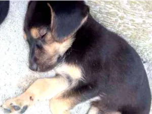 Cachorro raça Vira lata idade Abaixo de 2 meses nome Sem nome