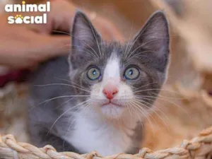 Gato raça SRD ( SEM RACA DEFINIDA) idade 2 a 6 meses nome LARK
