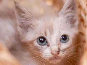 Gato raça SRD ( SEM RACA DEFINIDA) idade Abaixo de 2 meses nome HELENA