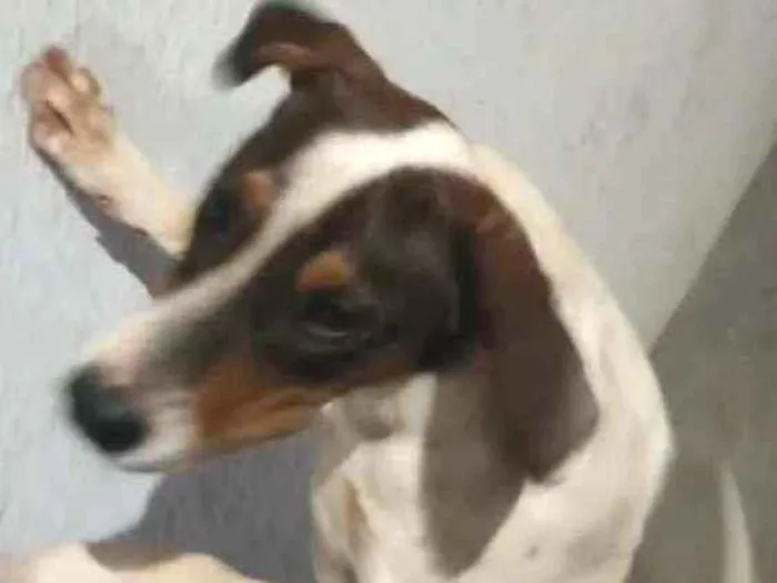 Cachorro ra a Caçador  idade 7 a 11 meses nome Pingo