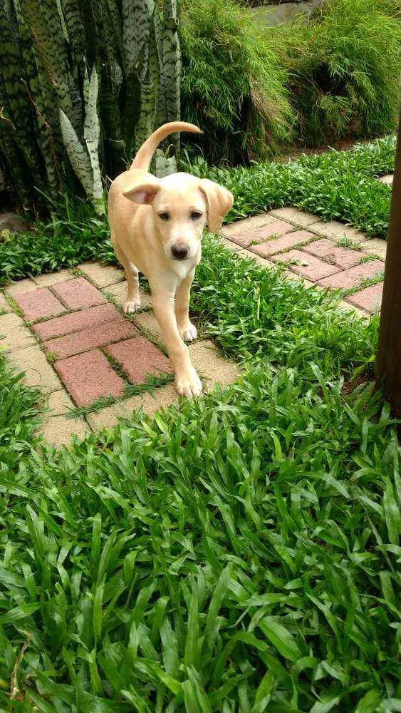 Cachorro raça SRD idade 2 a 6 meses nome Lucke