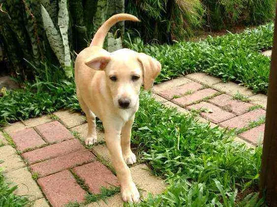 Cachorro raça SRD idade 2 a 6 meses nome Lucke