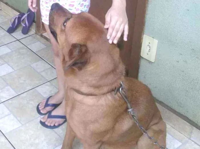 Cachorro ra a vira lata misturada com chow idade 6 ou mais anos nome nina