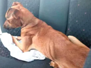 Cachorro raça Sem raça idade 4 anos nome Bile