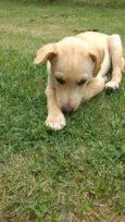 Lucke