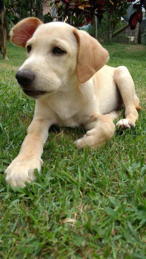 Cachorro raça SRD idade 2 a 6 meses nome Lucke