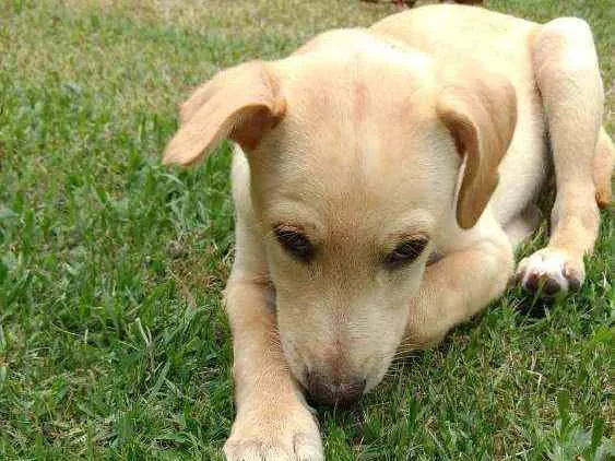 Cachorro raça SRD idade 2 a 6 meses nome Lucke