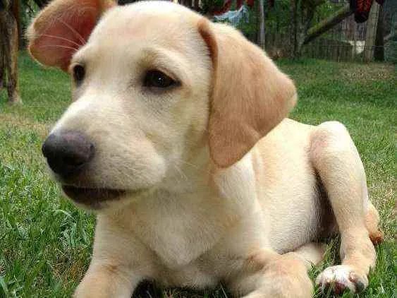 Cachorro raça SRD idade 2 a 6 meses nome Lucke