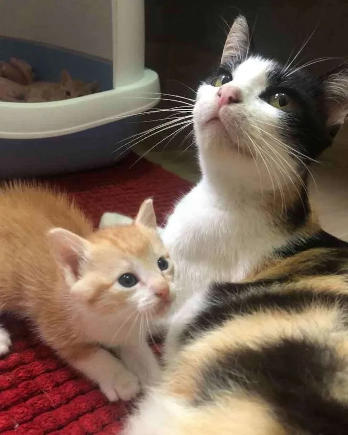 Gato ra a Srd idade 1 ano nome Graça 