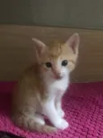Luluzinha 