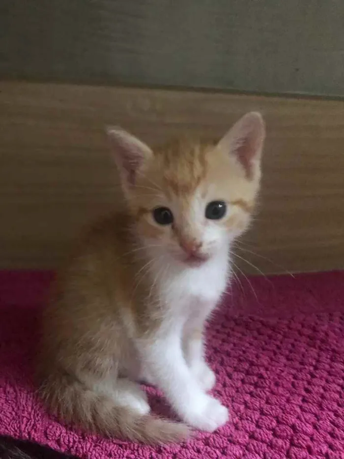 Gato ra a Srd idade Abaixo de 2 meses nome Luluzinha 