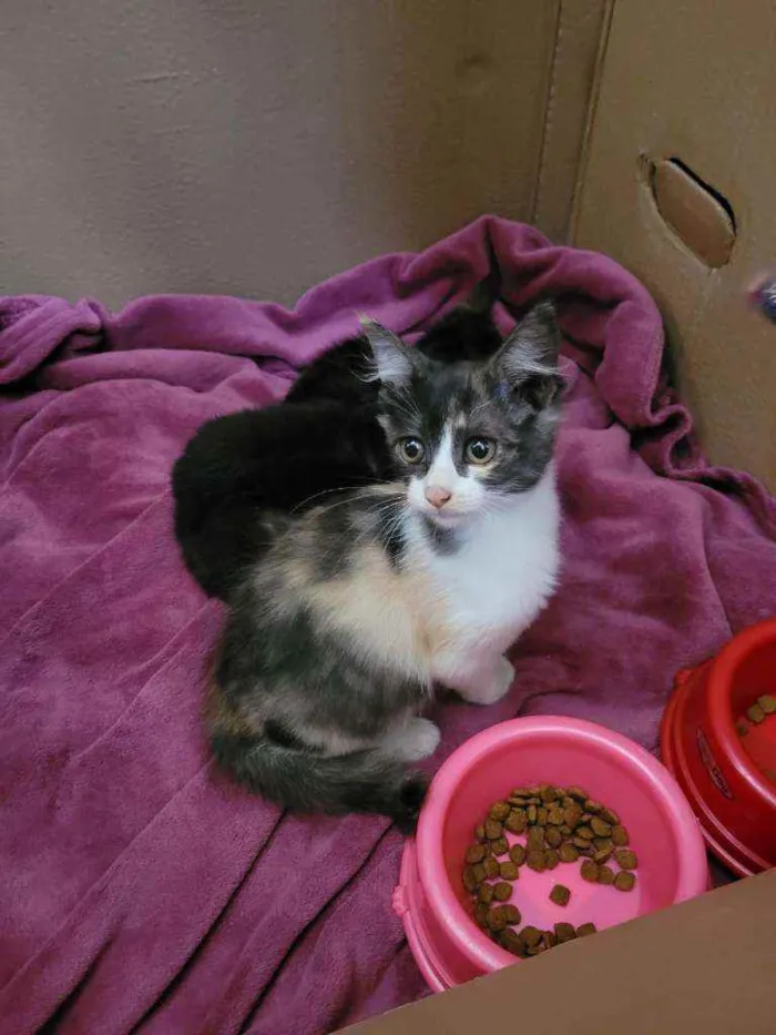 Gato ra a SRD idade 2 a 6 meses nome Pompom