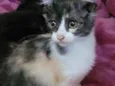 Pompom